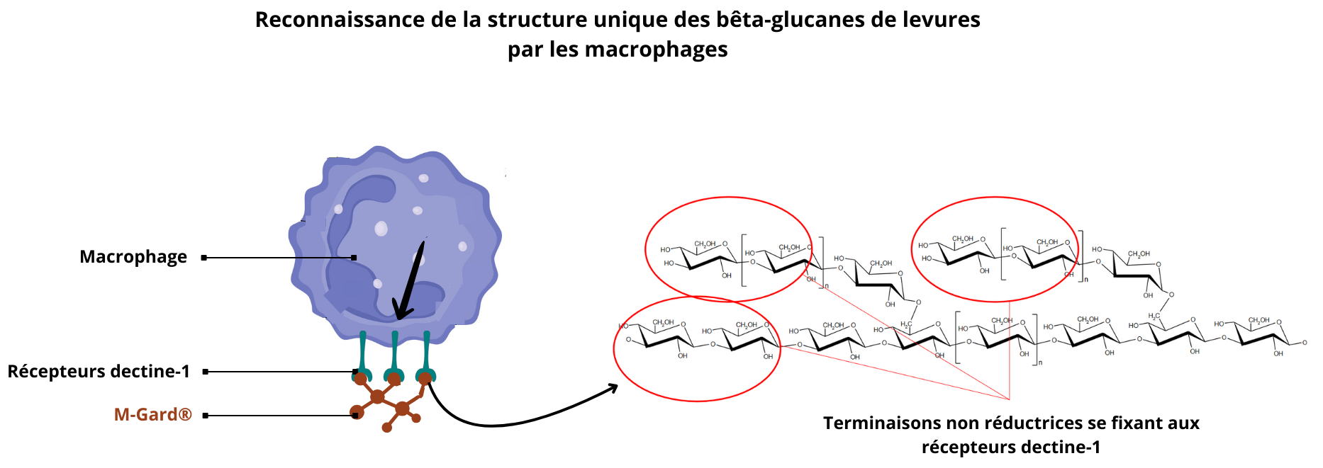 PhysioGlucane